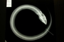 Synbranchus marmoratus FMNH 90011 1of2